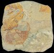 Paleocene Fossil Leaf (Davidia) - Montana #68277-2